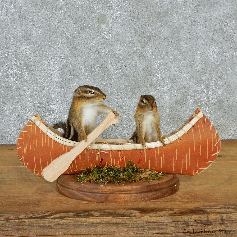 Novelty Canoeing Chipmunks #12935 For Sale @ The Taxidermy Store