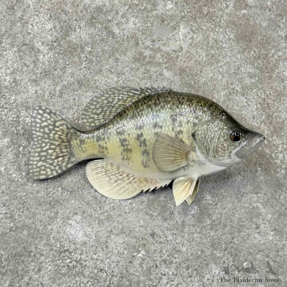 White Crappie Fish Mount For Sale #31866 @ The Taxidermy Store
