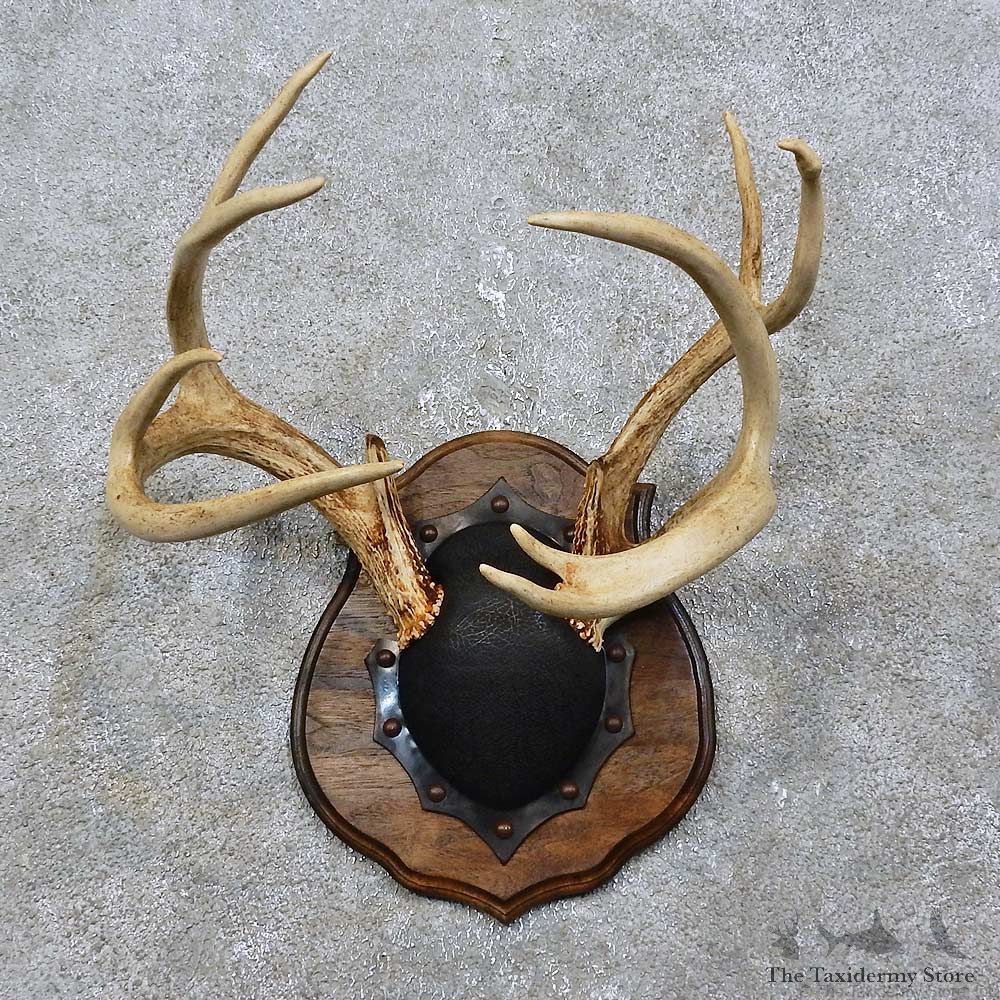 Whitetail Deer Antler Plaque Mount For Sale #15772 @ The Taxidermy Store