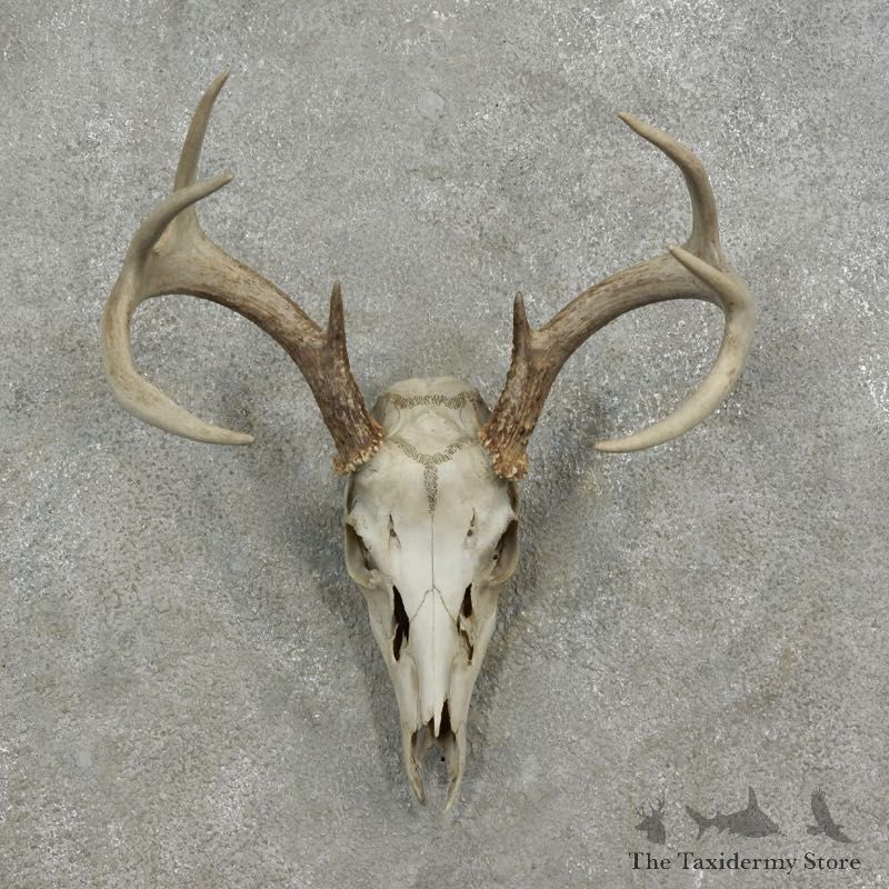 Whitetail Deer Skull European Mount For Sale #17077 @ The Taxidermy Store