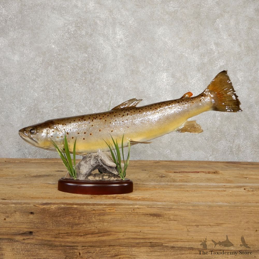 Brown Trout Fish Mount For Sale #20618 @ The Taxidermy Store