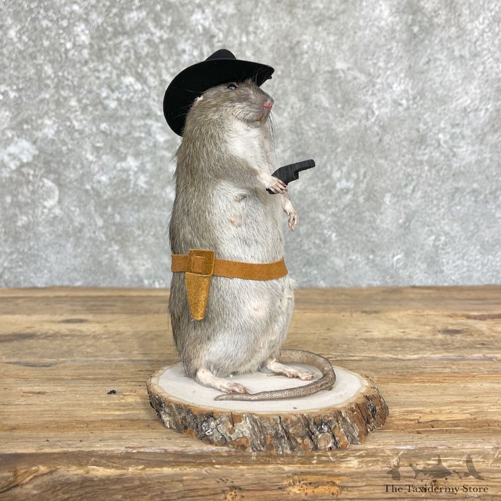 Cowboy Rat Novelty Mount For Sale #26642 @ The Taxidermy Store