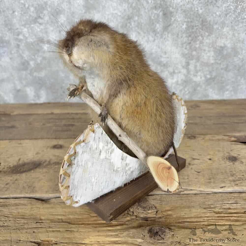 Canoeing Muskrat Novelty Mount For Sale #31538 @ The Taxidermy Store