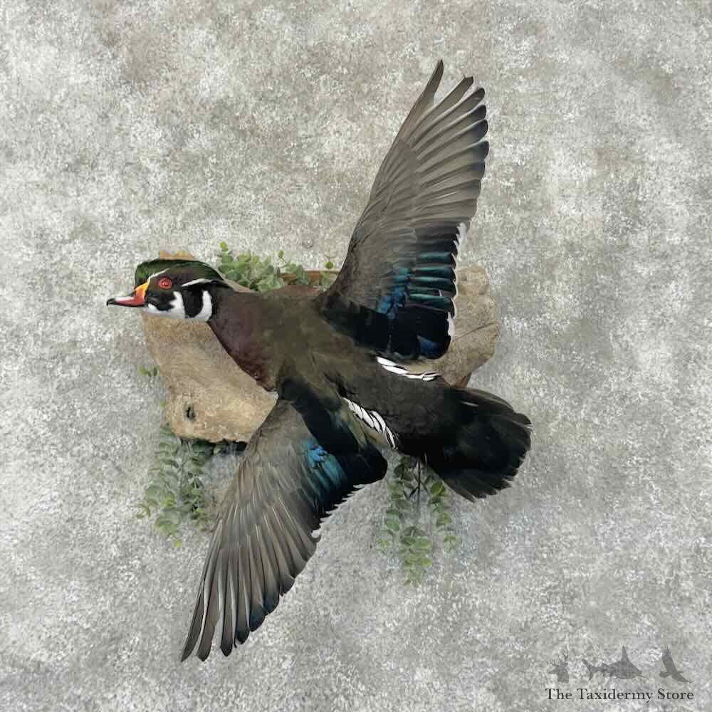 Wood Duck Bird Mount For Sale #30844 @ The Taxidermy Store