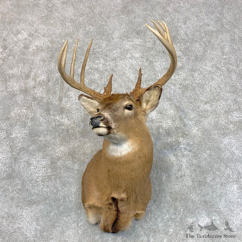Whitetail Deer Shoulder Mount #22799 For Sale - The Taxidermy Store