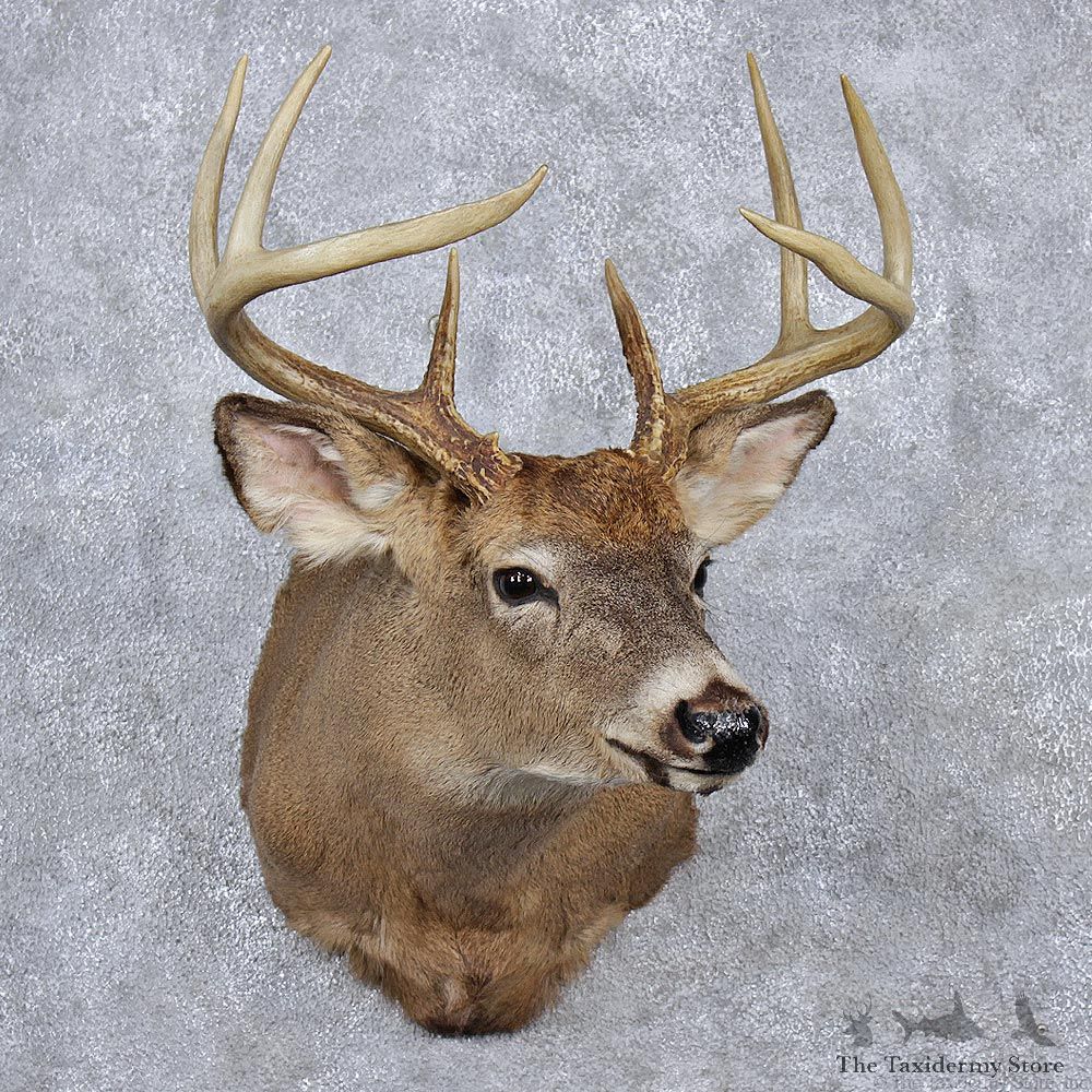 Whitetail Deer Shoulder Taxidermy Head Mount #12519 For Sale @ The Taxidermy Store