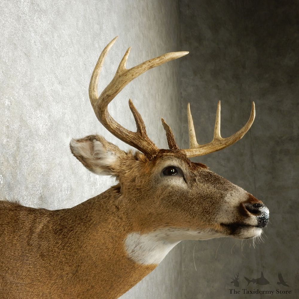 Whitetail Deer Shoulder Mount For Sale #15878 @ The Taxidermy Store