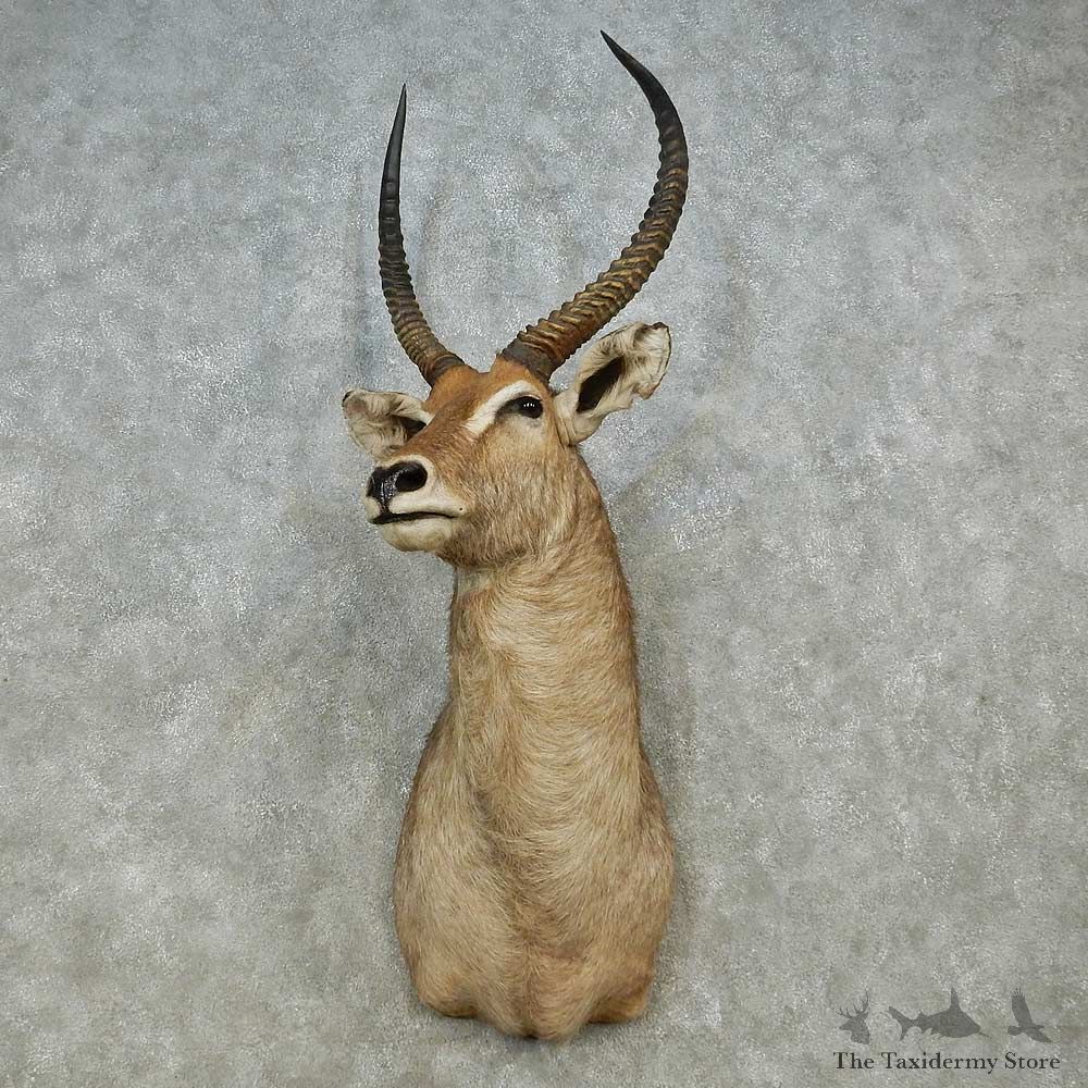 African Waterbuck Shoulder Mount For Sale #14565 @ The Taxidermy Store