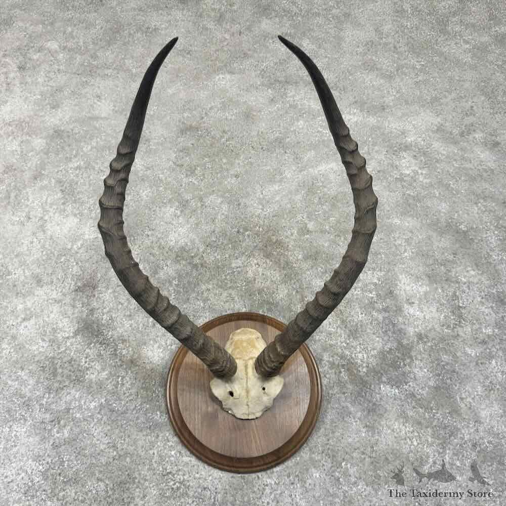 Southern Impala Horn Plaque Mount For Sale #30649 @ The Taxidermy Store