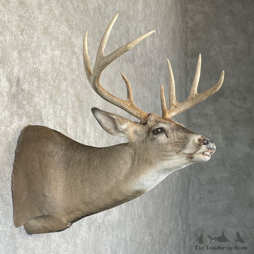 Whitetail Deer Shoulder Mount For Sale #28180 @ The Taxidermy Store