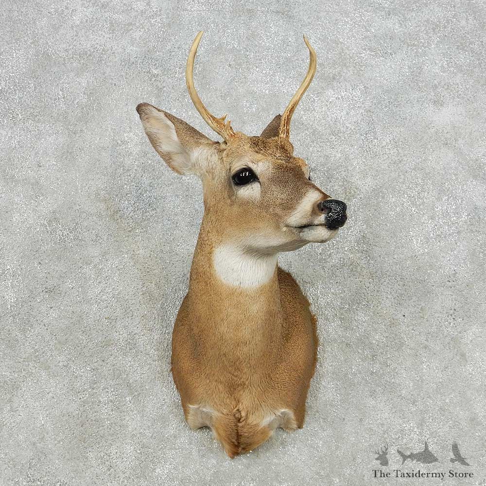 Whitetail Deer Taxidermy Shoulder Mount For Sale #14134 @ The Taxidermy Store