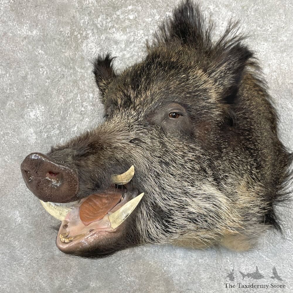 Russian Boar Shoulder Mount For Sale #28003 @ The Taxidermy Store