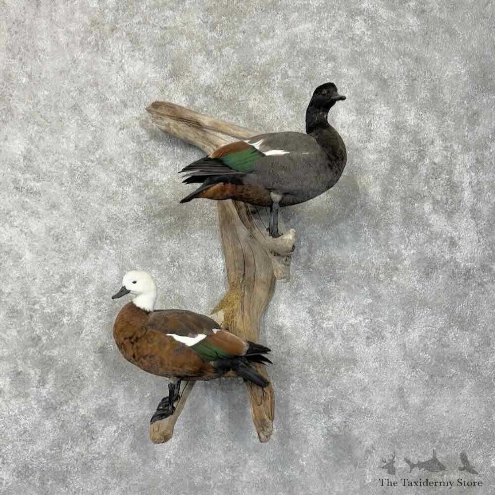 Paradise Shelduck Pair Mount For Sale #30486 @ The Taxidermy Store