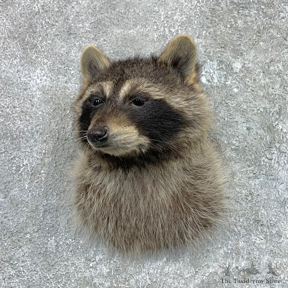 Raccoon Shoulder Mount For Sale #23062 @ The Taxidermy Store
