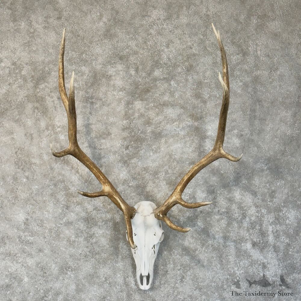 Rocky Mountain Elk Skull European Mount For Sale #28912 @ The Taxidermy Store