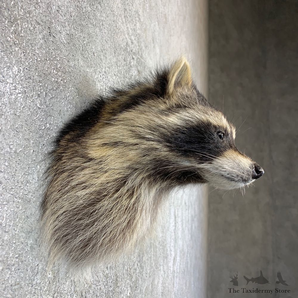 Raccoon Shoulder Mount For Sale #22991 @ The Taxidermy Store