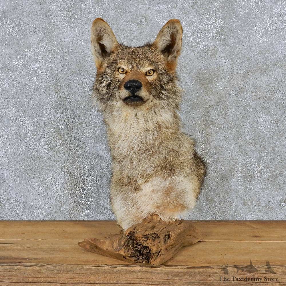 Coyote Pedestal Shoulder Taxidermy Mount #13188 For Sale @ The Taxidermy Store