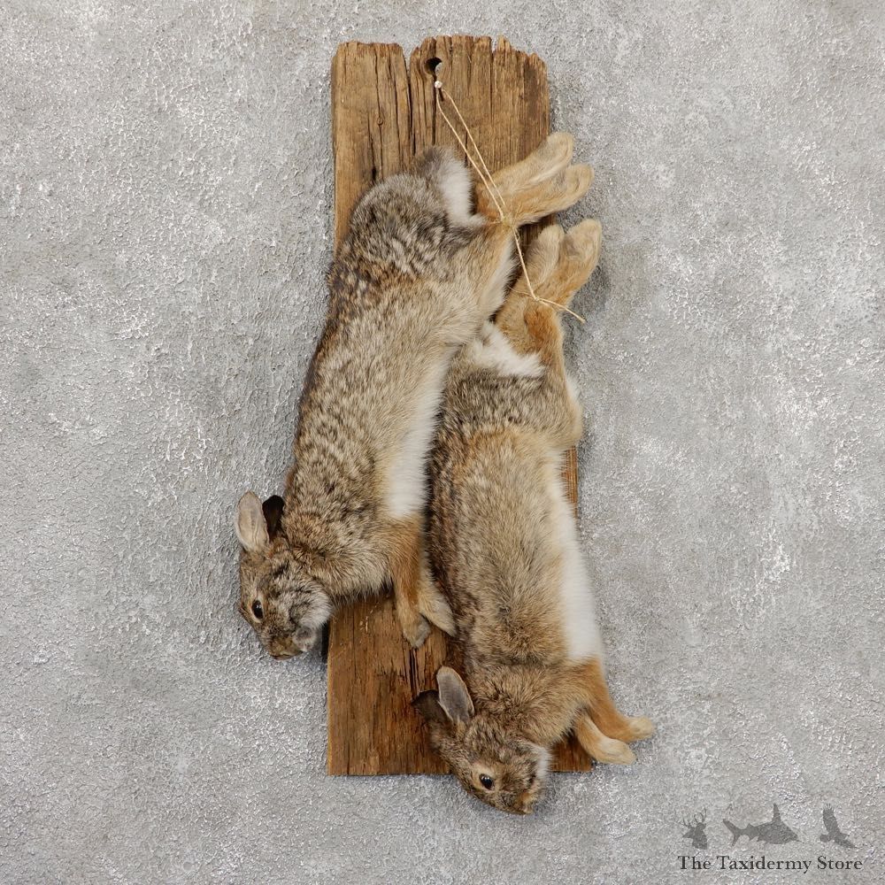 Cottontail Rabbit Life Size Mount For Sale #18872 For Sale @ The Taxidermy Store