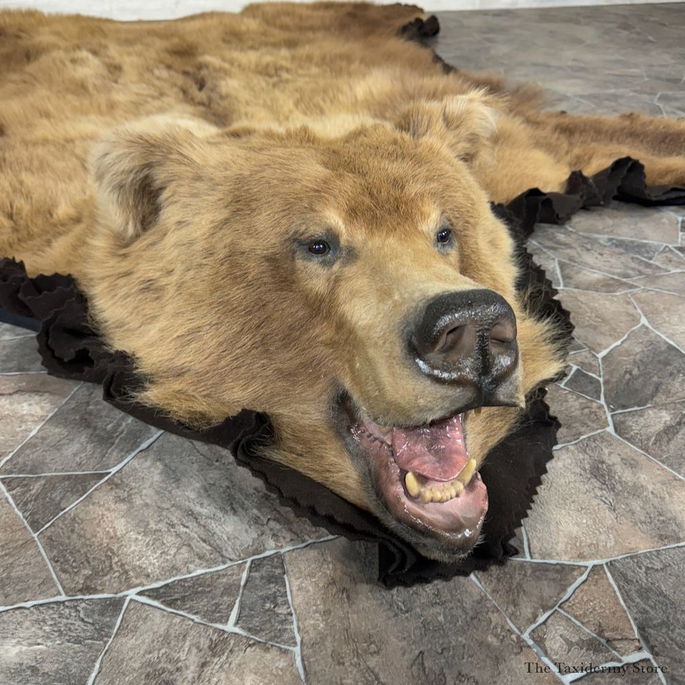 Grizzly Bear Full Size Rug Mount For Sale #29315 @ The Taxidermy Store