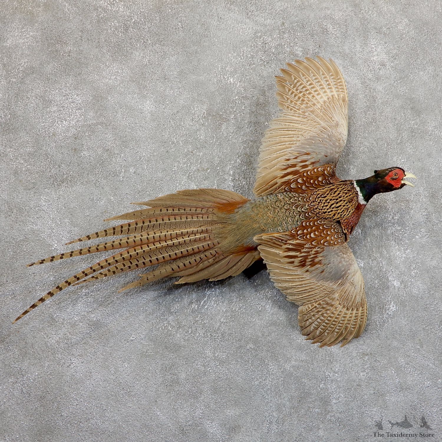 Ringneck Pheasant Bird Mount For Sale #19522 @ The Taxidermy Store