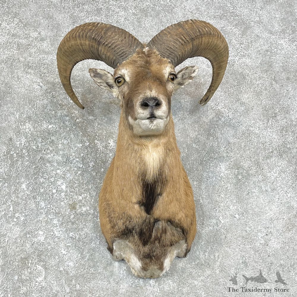 Mouflon Ram Shoulder Mount For Sale #25874 @ The Taxidermy Store