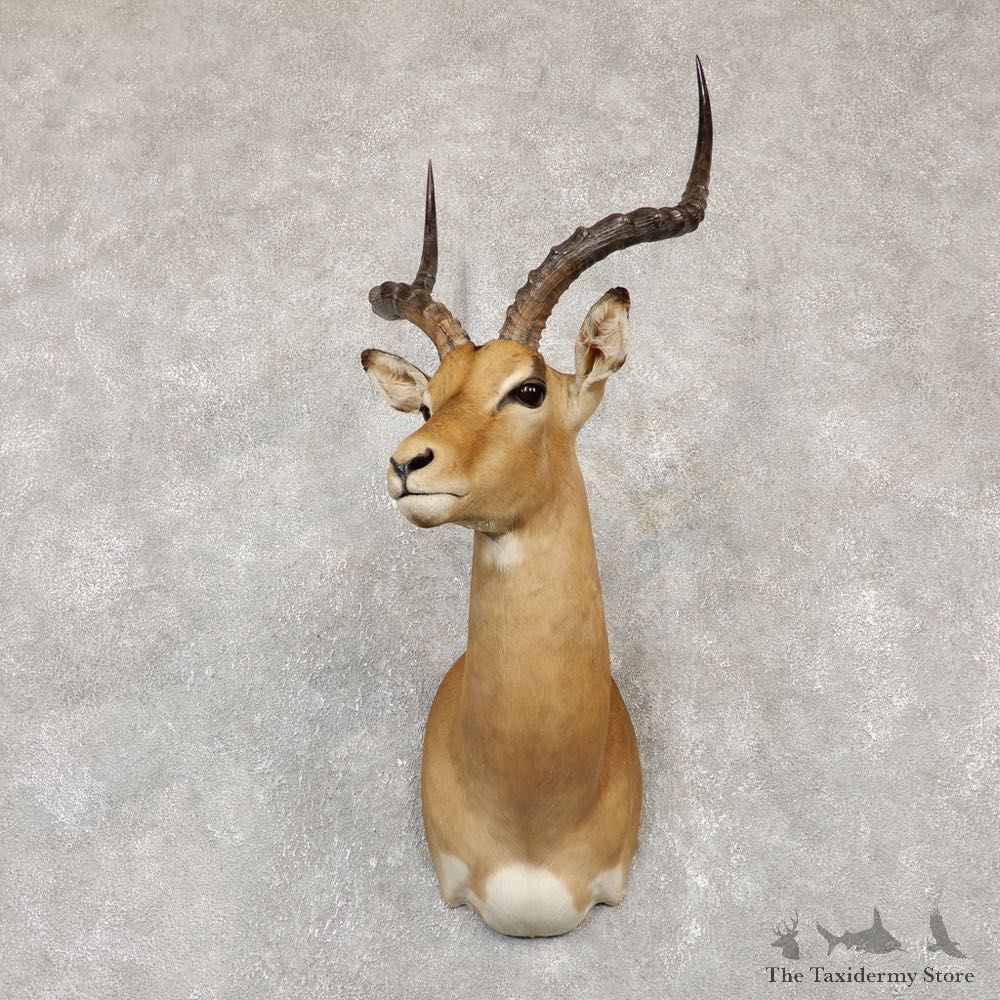 South African Impala Shoulder Mount For Sale #20148 @ The Taxidermy Store