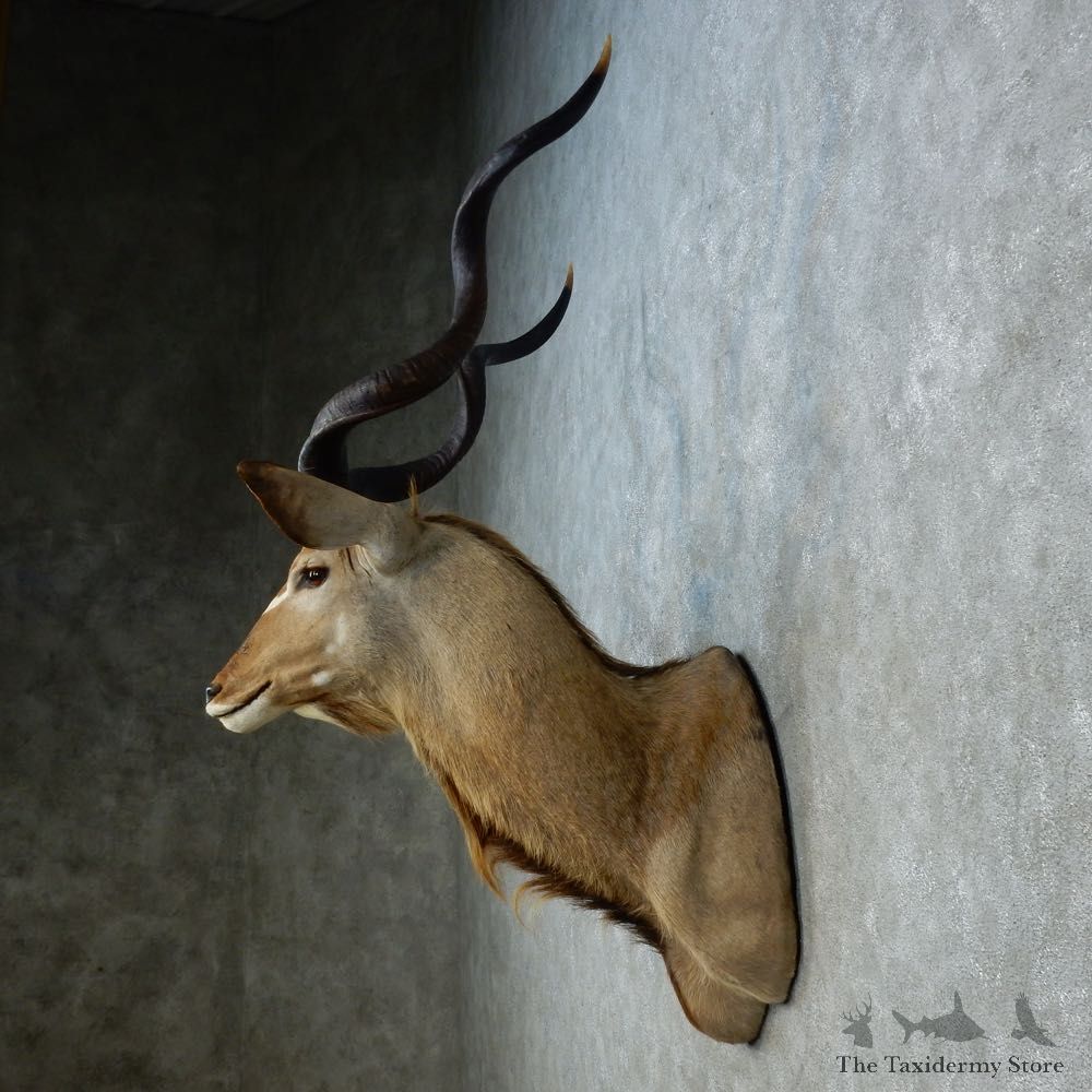 Greater Kudu Shoulder Mount For Sale #15311 @ The Taxidermy Store