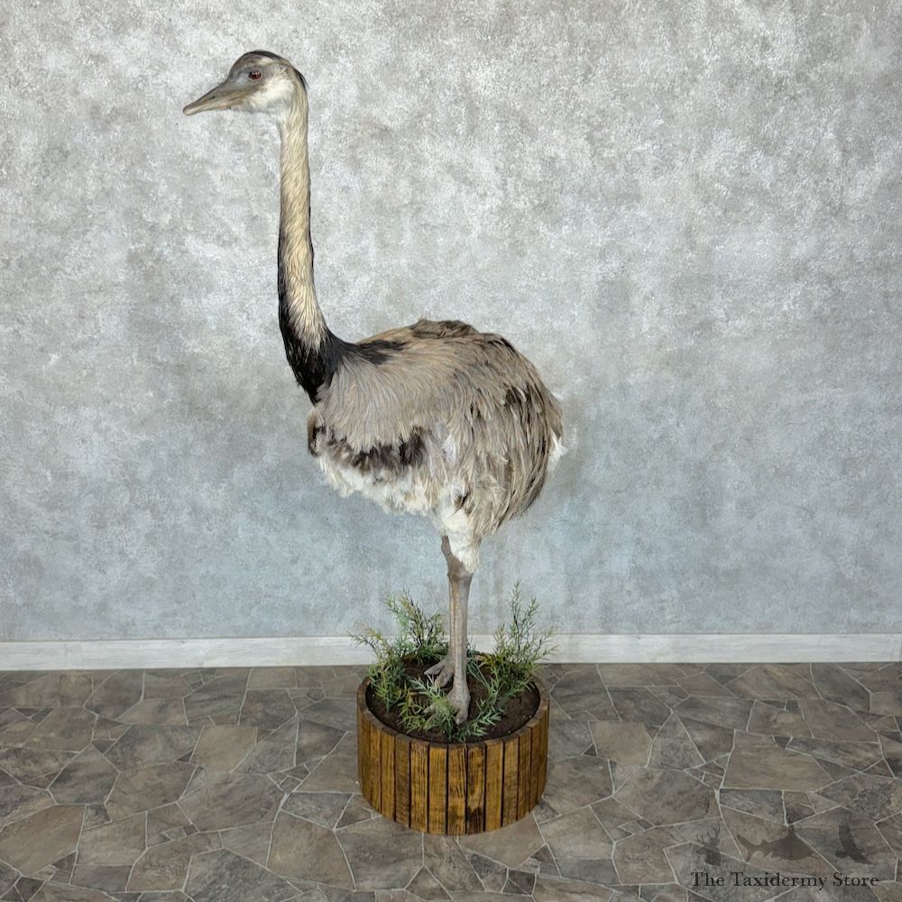 Greater Rhea Bird Mount For Sale #29650 @ The Taxidermy Store