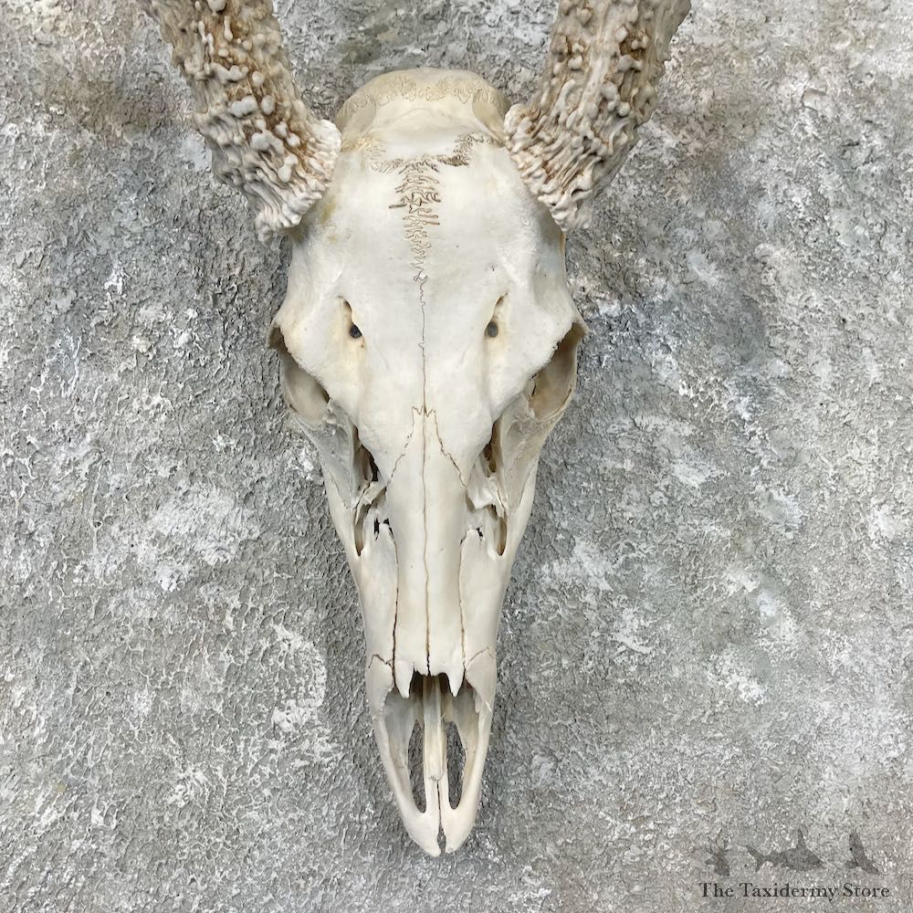 Whitetail Deer Skull European Mount For Sale #26896 @ The Taxidermy Store