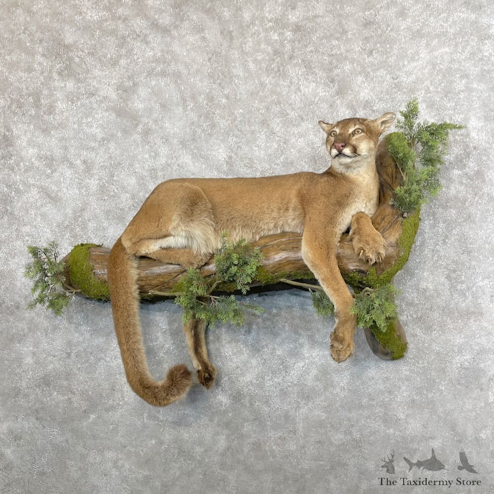 Mountain Lion Life-Size Mount For Sale #28386 @ The Taxidermy Store