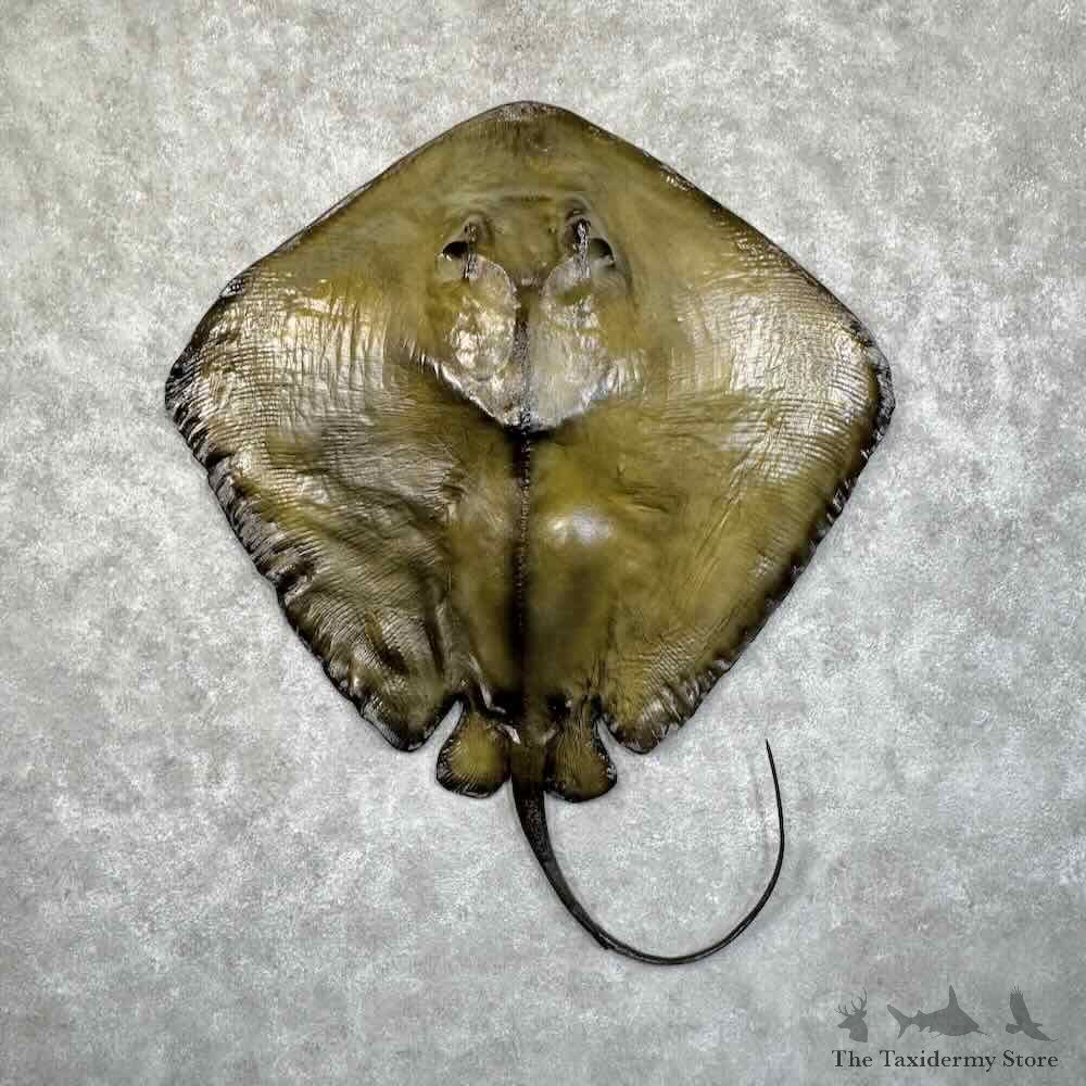 Reproduction Roughtail Stingray Life-Size Mount For Sale #31382 @ The Taxidermy Store