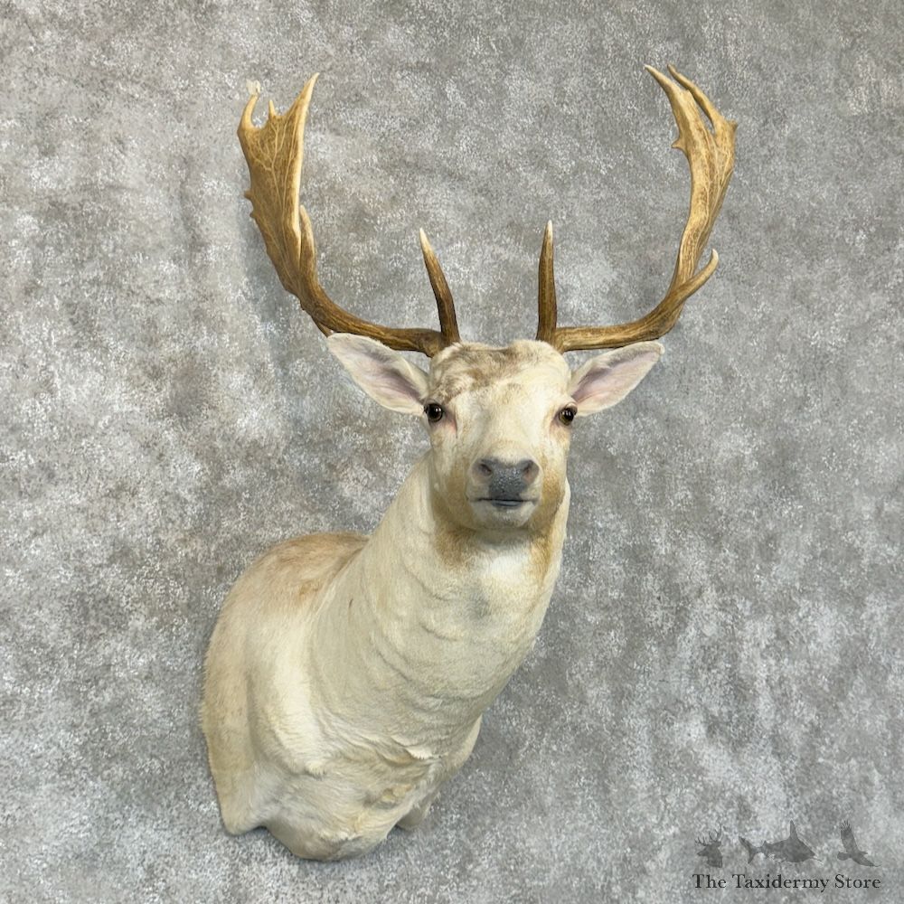 White Fallow Deer Shoulder Mount For Sale #29448 @ The Taxidermy Store