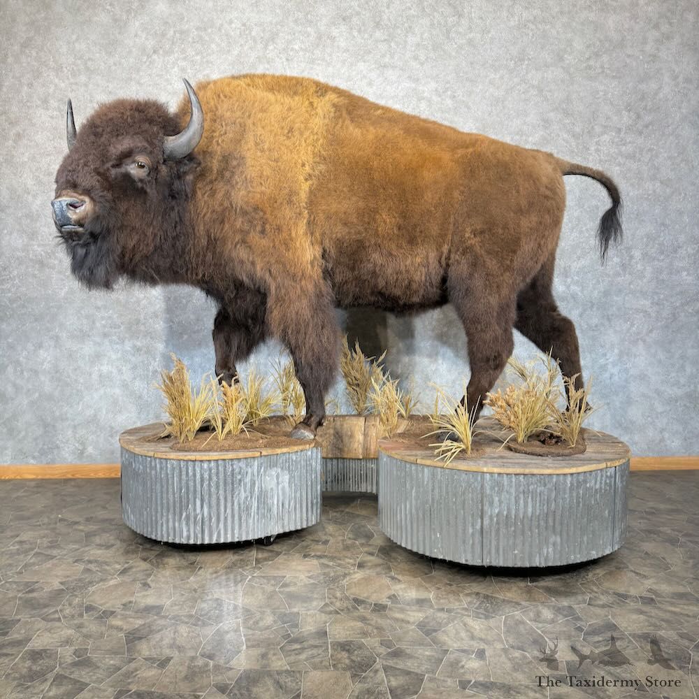 American Bison Life-Size Mount For Sale #28909 @ The Taxidermy Store