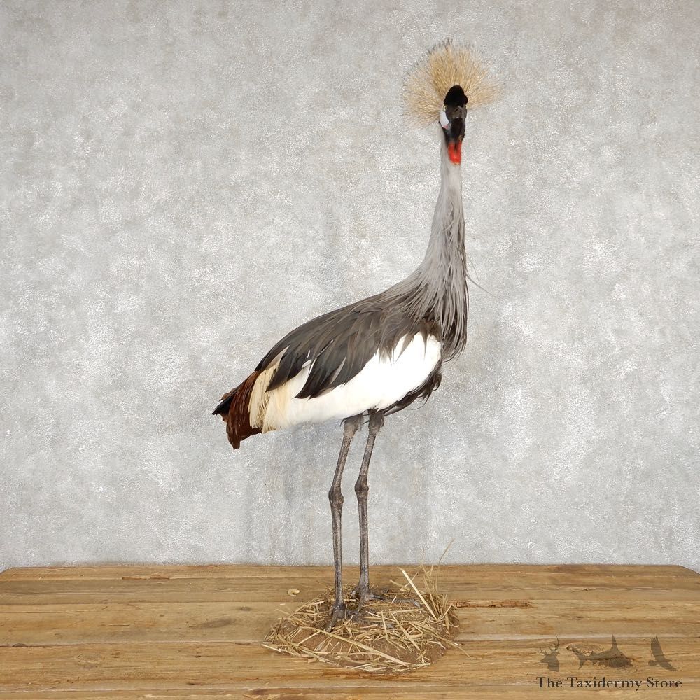 Grey-Crowned Crane Bird Mount For Sale #18785 - The Taxidermy Store