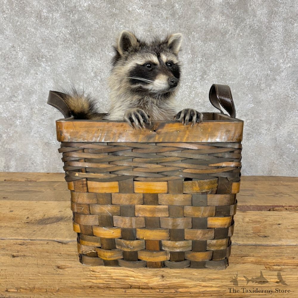 Novelty Creel Raccoon Mount For Sale #29525 @ The Taxidermy Store