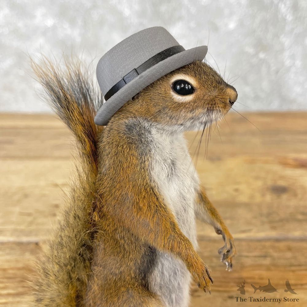 Hipster Squirrel Novelty Mount For Sale #25046 @ The Taxidermy Store