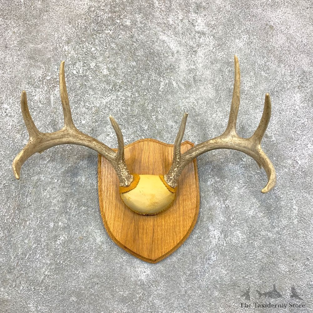 Whitetail Deer Antler Plaque Mount For Sale #23575 @ The Taxidermy Store