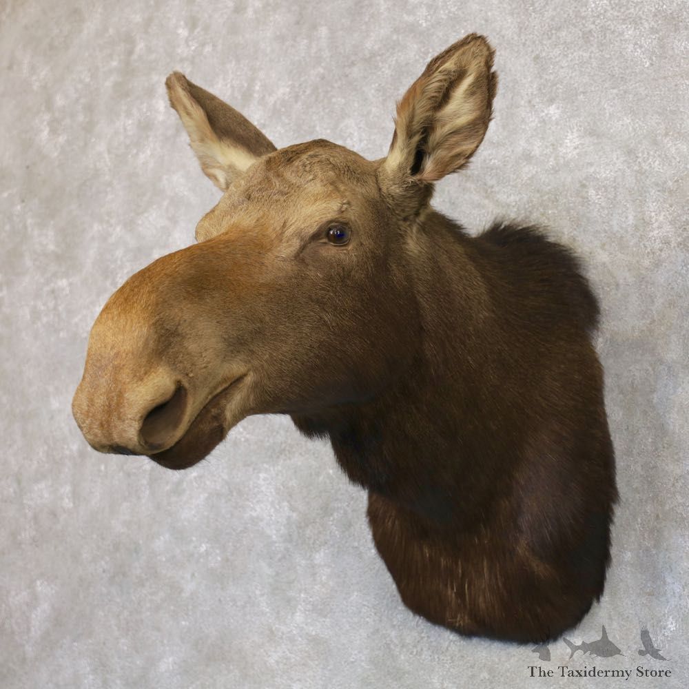 Cow Moose Shoulder Mount For Sale #22346 @ The Taxidermy Store