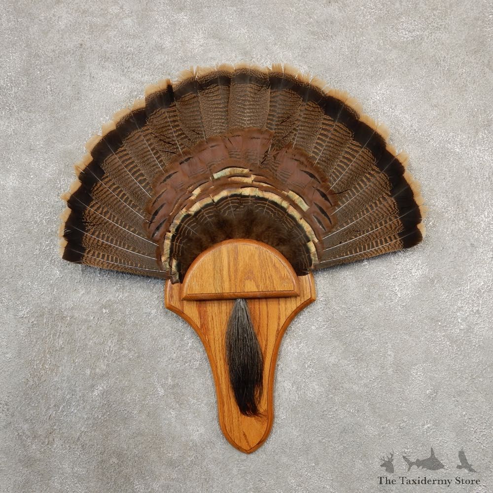Eastern Wild Turkey Fan For Sale #20683 @ The Taxidermy Store