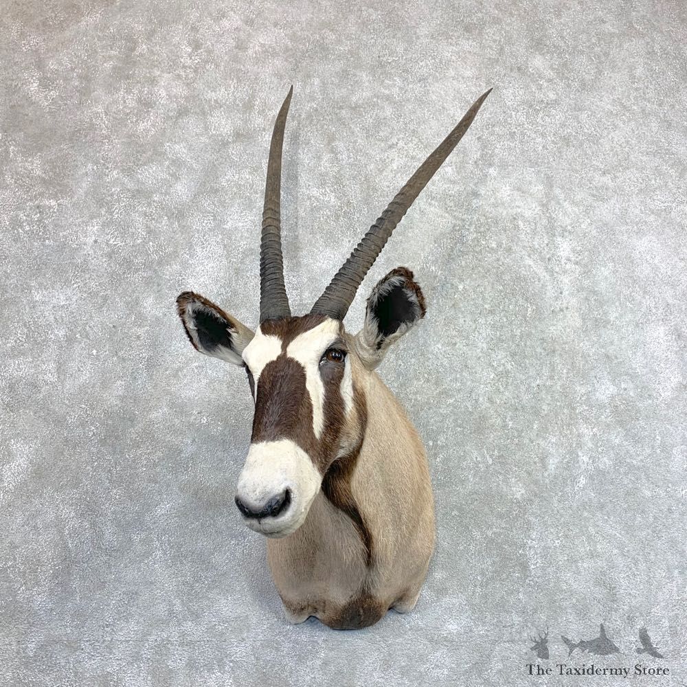 African Gemsbok Shoulder Mount For Sale #22871 @ The Taxidermy Store