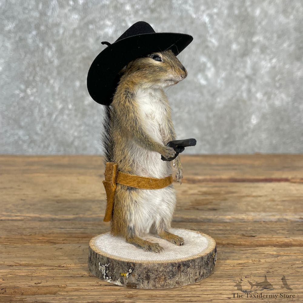 Cowboy Chipmunk Novelty Mount For Sale #26110 @ The Taxidermy Store