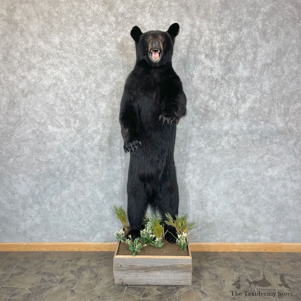 Black Bear Life-Size Mount For Sale #28330 @ The Taxidermy Store