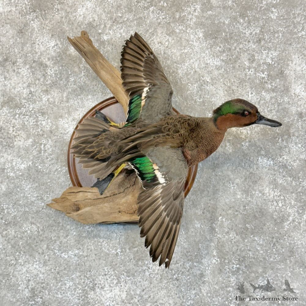 Green-winged x Cinnamon Teal Cross Duck Mount For Sale #28773 @ The Taxidermy Store