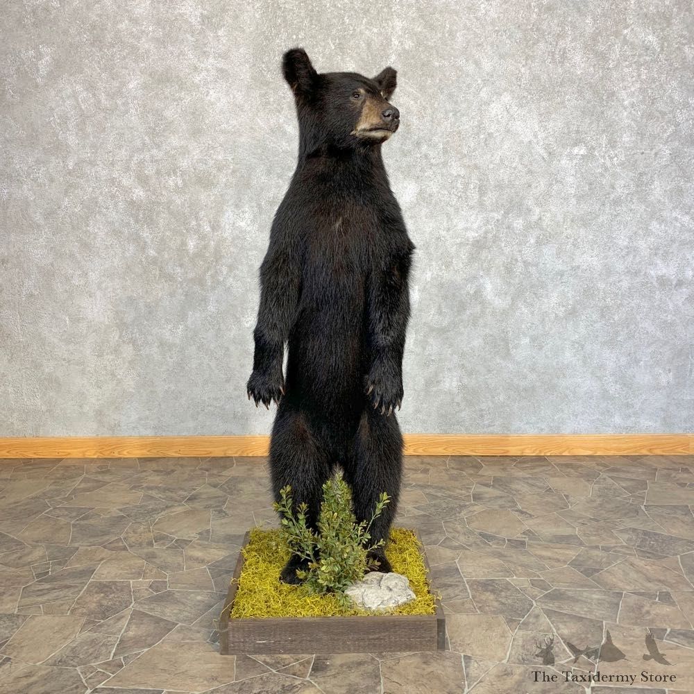 Black Bear Cub Taxidermy Mount #21351 For Sale @ The Taxidermy Store