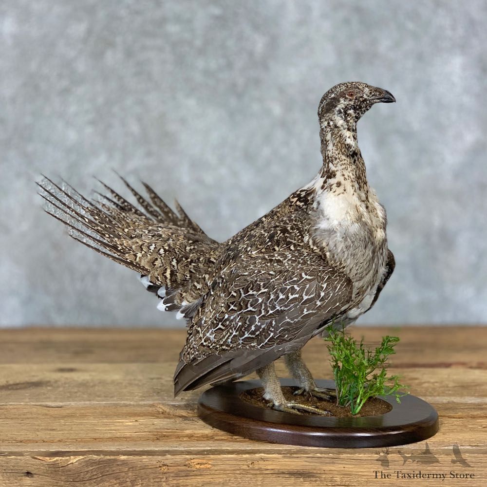 Sage Grouse Bird Mount For Sale #21355 @ The Taxidermy Store