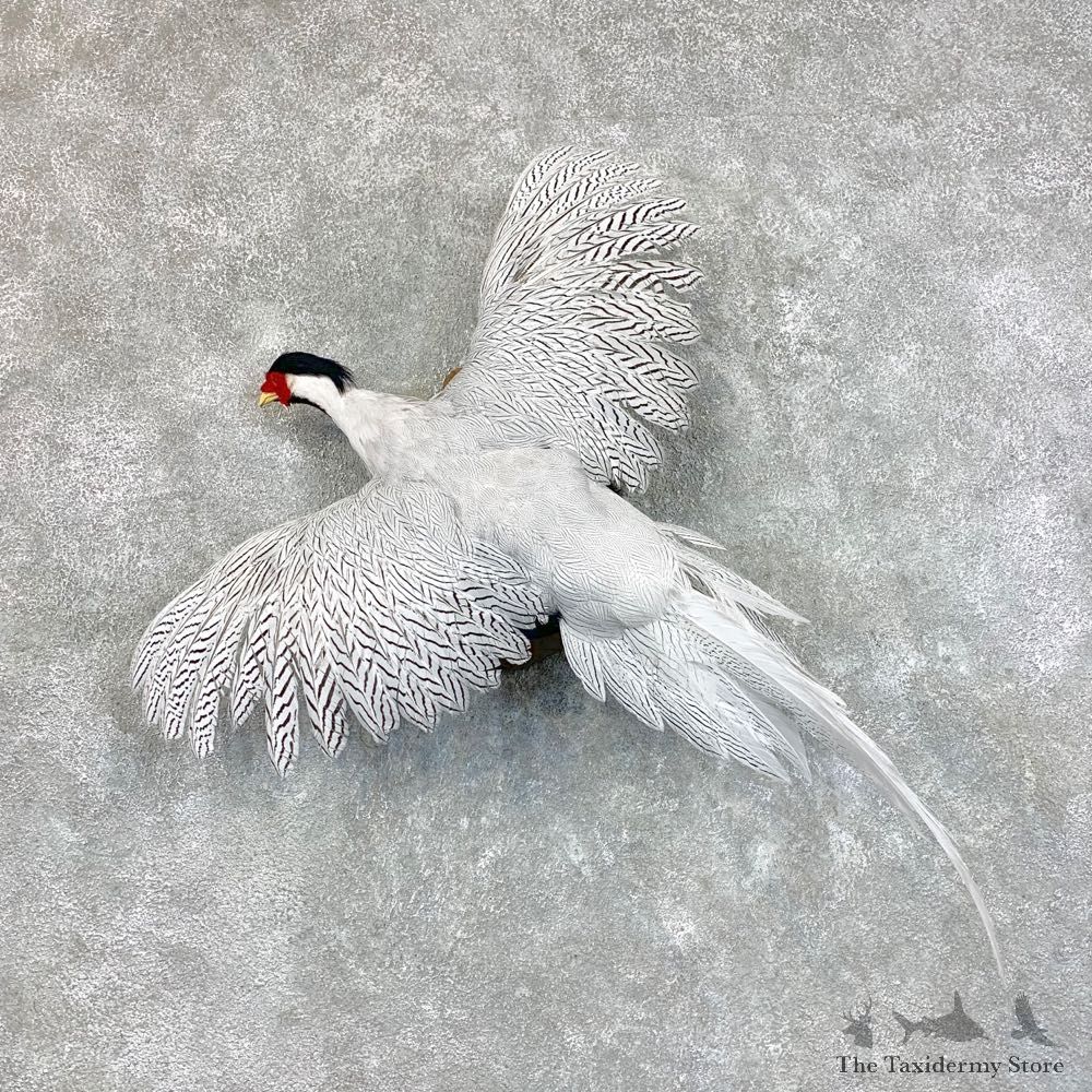 Silver Pheasant Taxidermy Bird Mount #22807 For Sale @ The Taxidermy Store