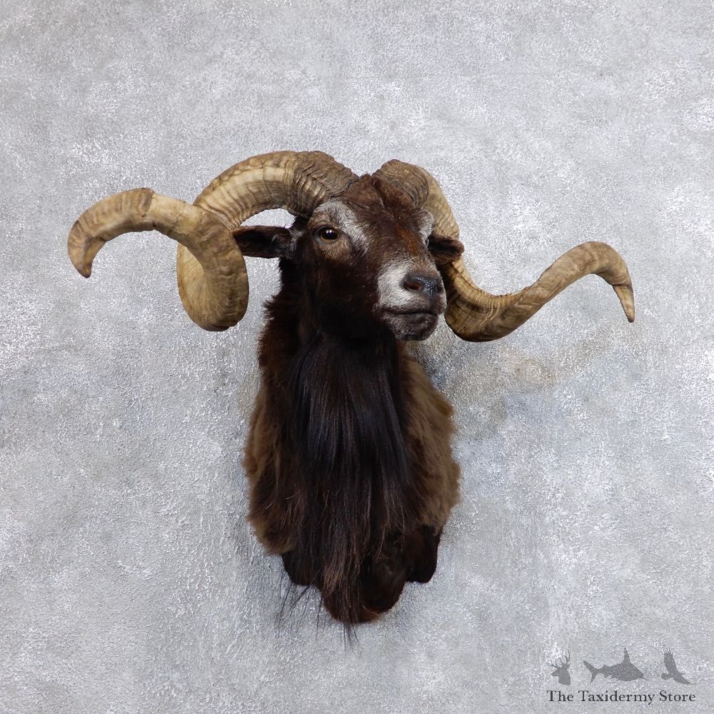 Corsican Ram Shoulder Mount For Sale #18732 @ The Taxidermy Store