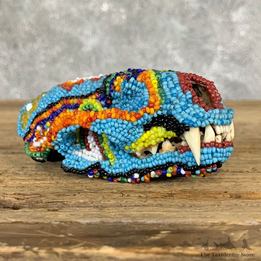 Beaded Otter Full Skull Mount For Sale #22064 @ The Taxidermy Store