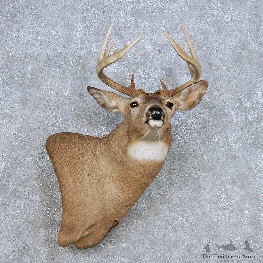 Whitetail Deer Wall Pedestal Mount For Sale #14104 @ The Taxidermy Store