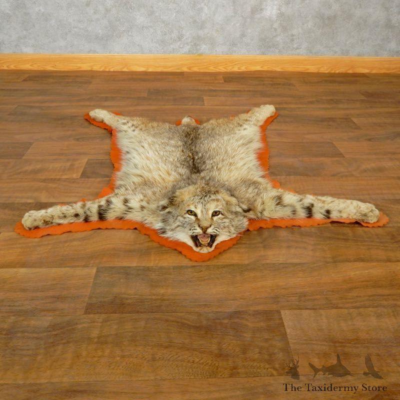 Bobcat Taxidermy Rug Mount For Sale #17853 @ The Taxidermy Store